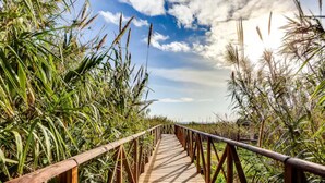 A wooden boardwalk through a natural area with dense vegetation on both sides.