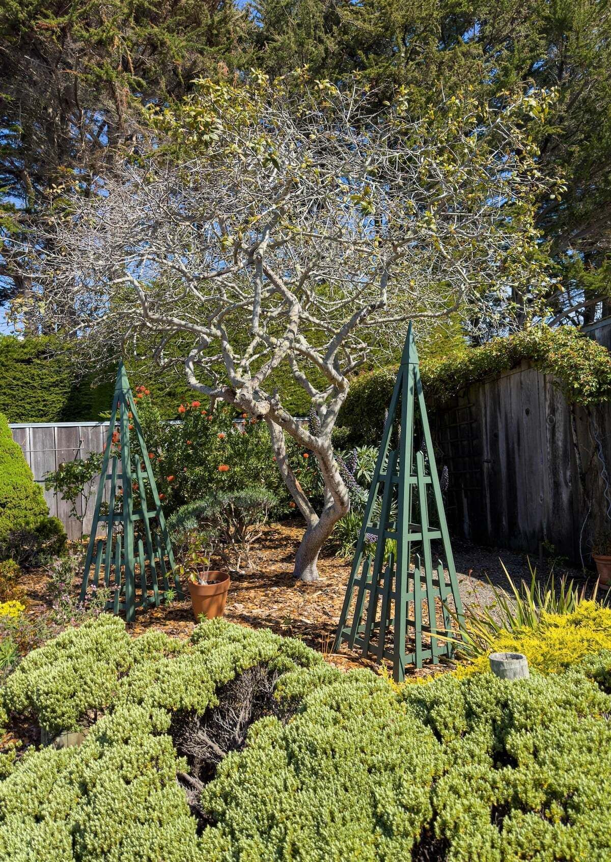 A garden with a tree supported by green metal structures, surrounded by various shrubs and plants.