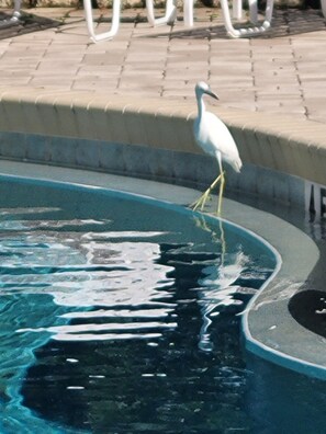 A heated pool - Peacefull villa in Lake Marion Golf Resort,all amenite,35' to the park atraccion (Kissimmee)
