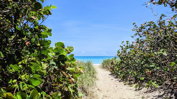 A sandy path leading to a beach with dense foliage on both sides. - “Cottage-Like” 2 Beds/2 Bath Condo Close To Beaches & The Heart Of ‘Old Stuart' (Stuart)