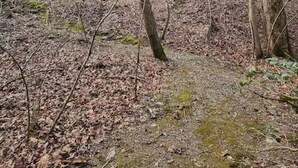 Eine rustikale Holzhütte mit einer Holzterrasse, umgeben von einem Waldgebiet mit laubbedecktem Boden.