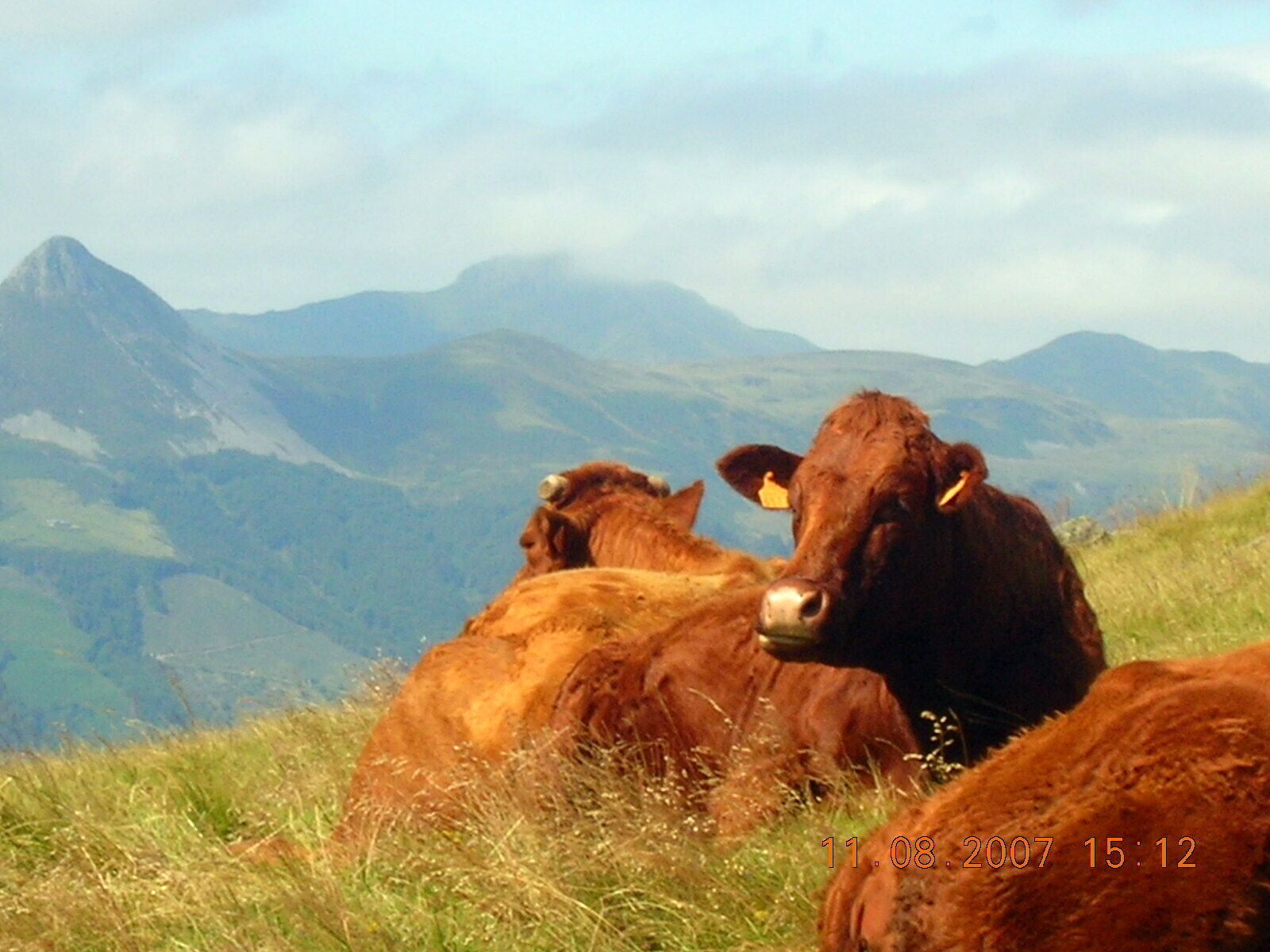 A mountainous landscape with cows grazing.