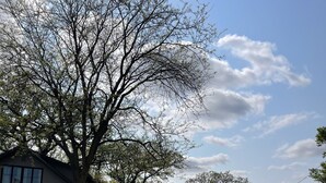 A residential street with houses, a large tree, and a clear sky.