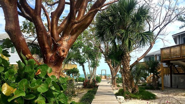 A wooden pathway leading through a tropical garden with large trees and various plants. - Tropical Paradise (Islamorada)
