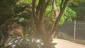 Ein gepflasterter Weg mit einem großen Baum und dichtem Laub.