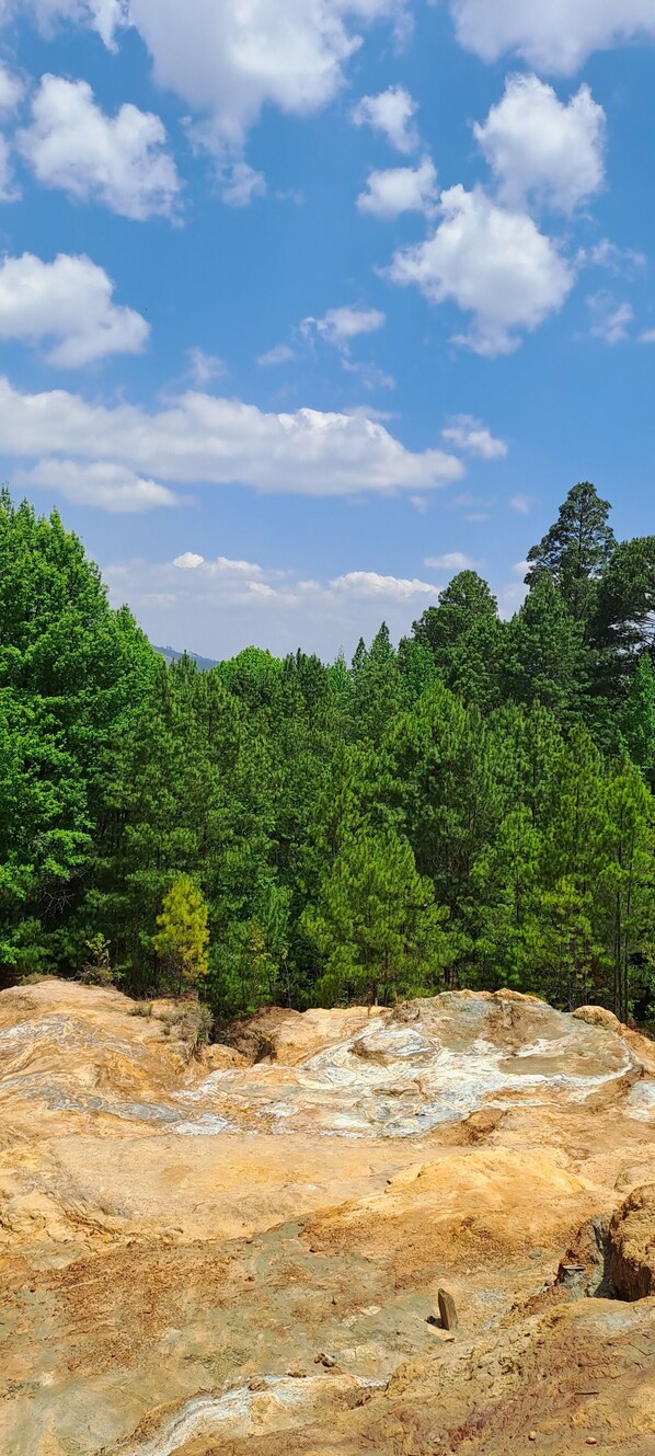 A natural landscape with a forest and rocky terrain.