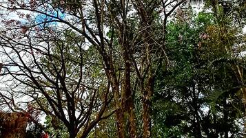 Un jardín con un árbol central, rodeado de diversas plantas y un sendero de piedra.