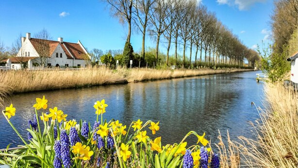 Un canal bordé d’une rangée de maisons et d’arbres d’un côté, et d’une rangée de fleurs au premier plan.