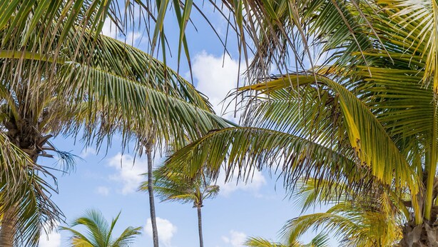 Un sentiero conduce a un hotel sul lungomare, con palme e una vista libera sull'oceano.