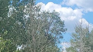 Um alce em ambiente natural, com árvores e uma casa ao fundo.