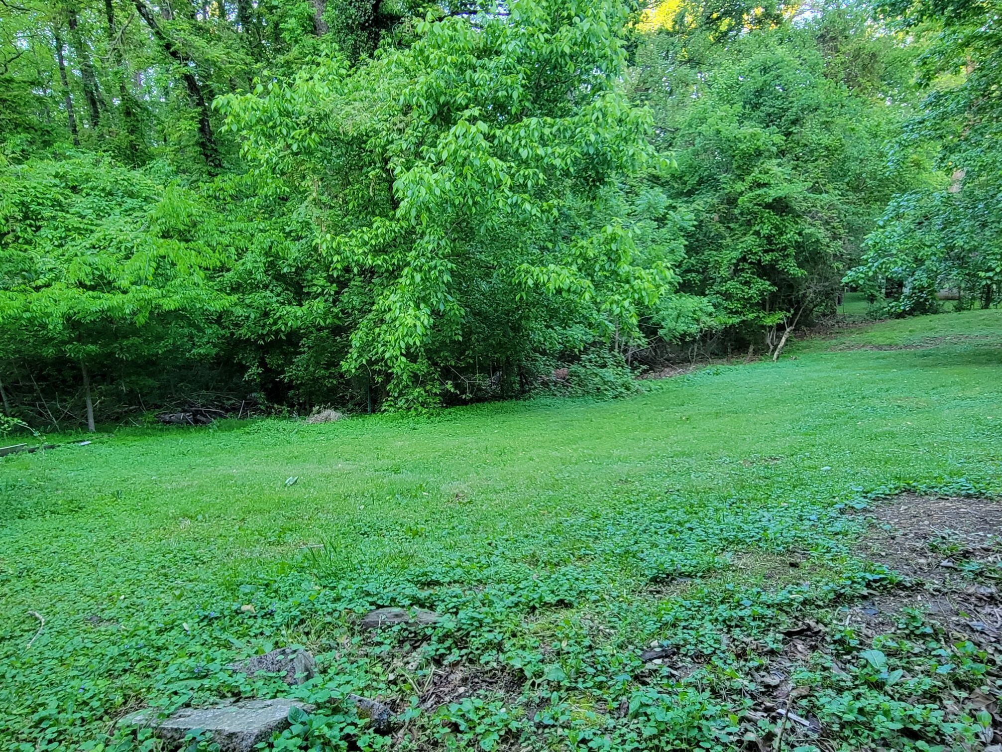 Un parque exuberante con árboles frondosos y una zona cubierta de césped.