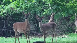 Two deer in a grassy area with trees in the background. - Stock Cottage Cozy 2 BR, 2 Bath House next to Biology Trails and SAU (Ooltewah)