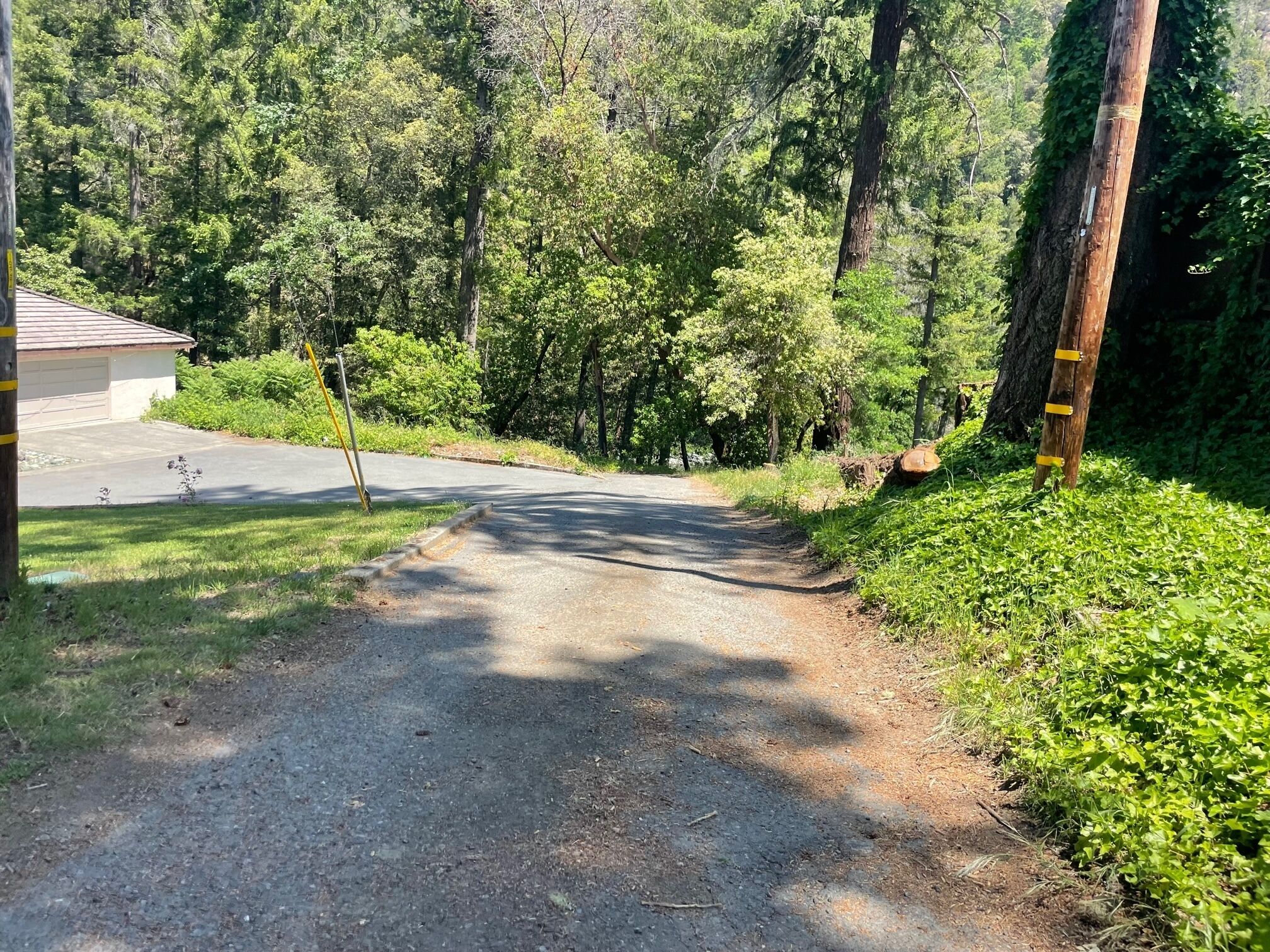 A paved driveway leading to a house surrounded by dense greenery and trees.