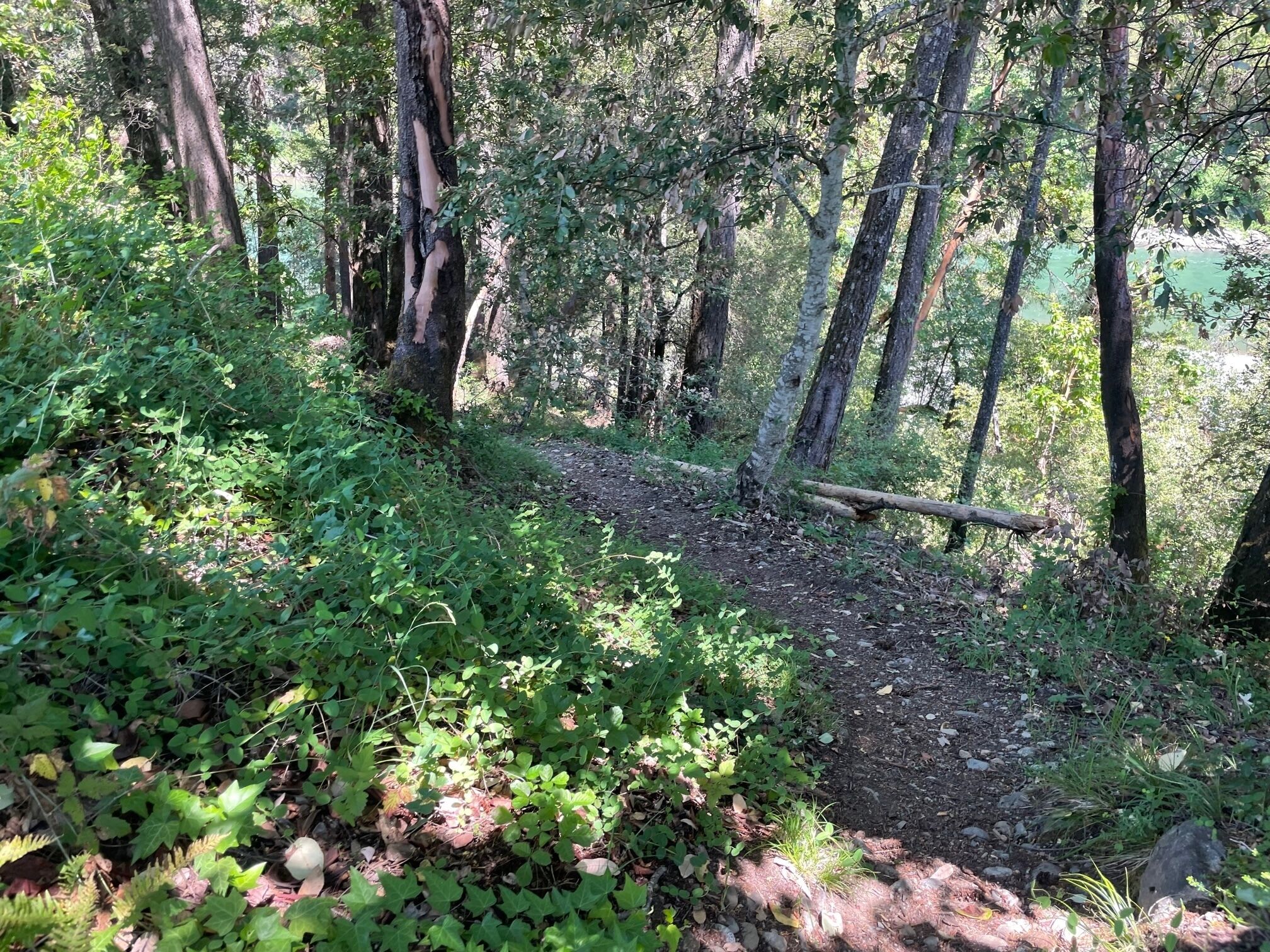 Une zone boisée avec un sentier de terre, entourée d’une végétation dense et d’arbres.