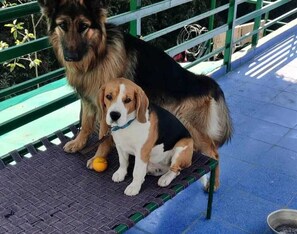 Pet-friendly