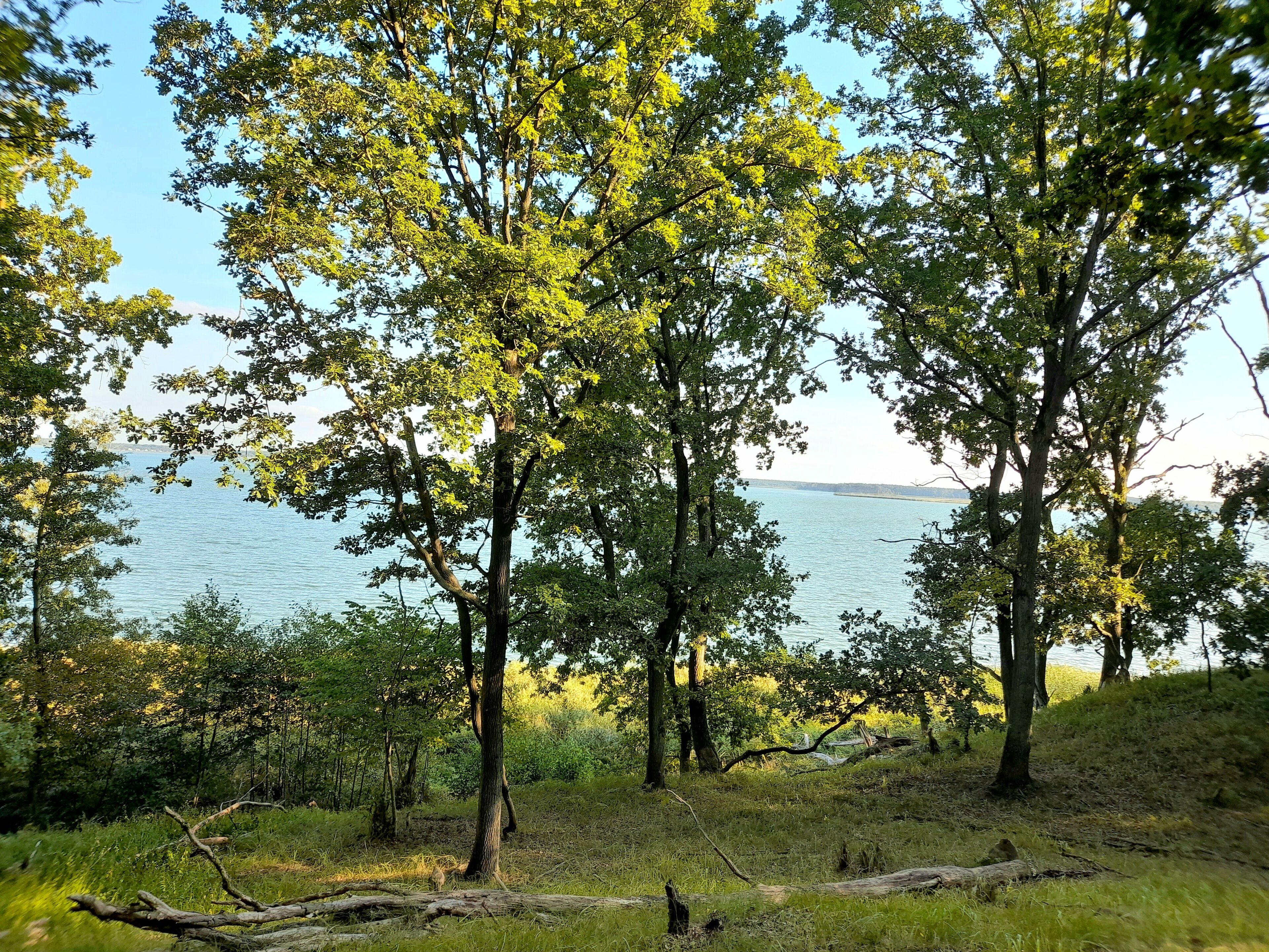Paesaggio naturale con alberi e uno specchio d'acqua.