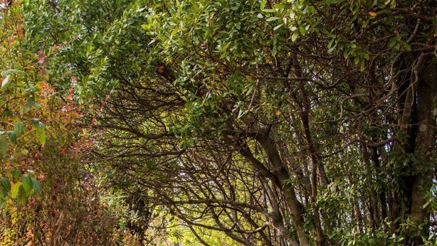 A stone staircase surrounded by lush greenery, leading to a higher elevation.