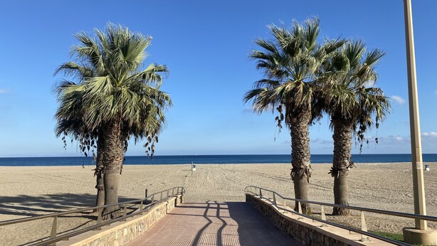 A beach walkway with palm trees and a view of the sea.
