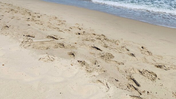 Ein Strand mit blauem Himmel, Wellen und einer fernen Insel.