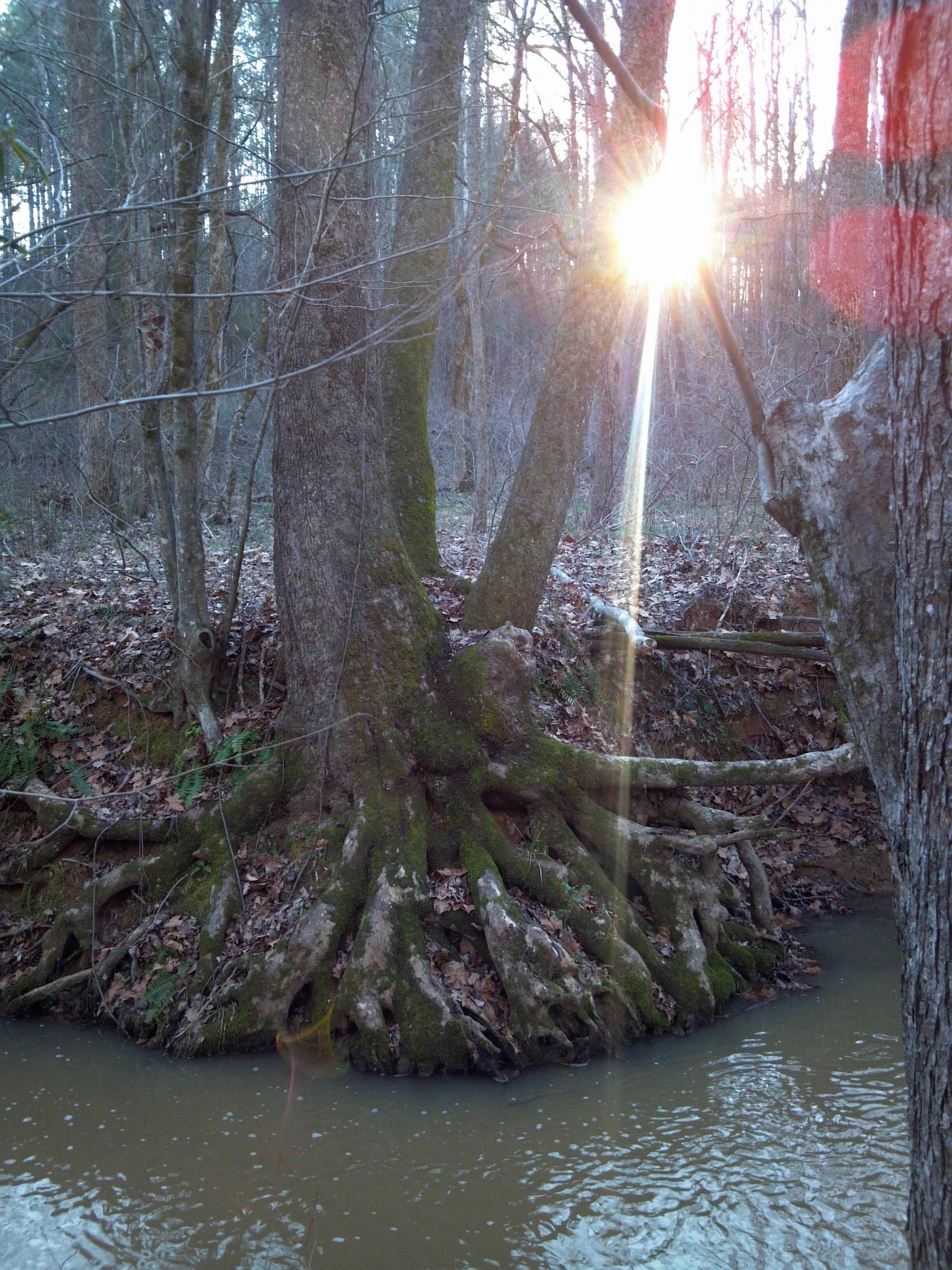 A forest scene with a water body surrounded by trees and a wire fence.