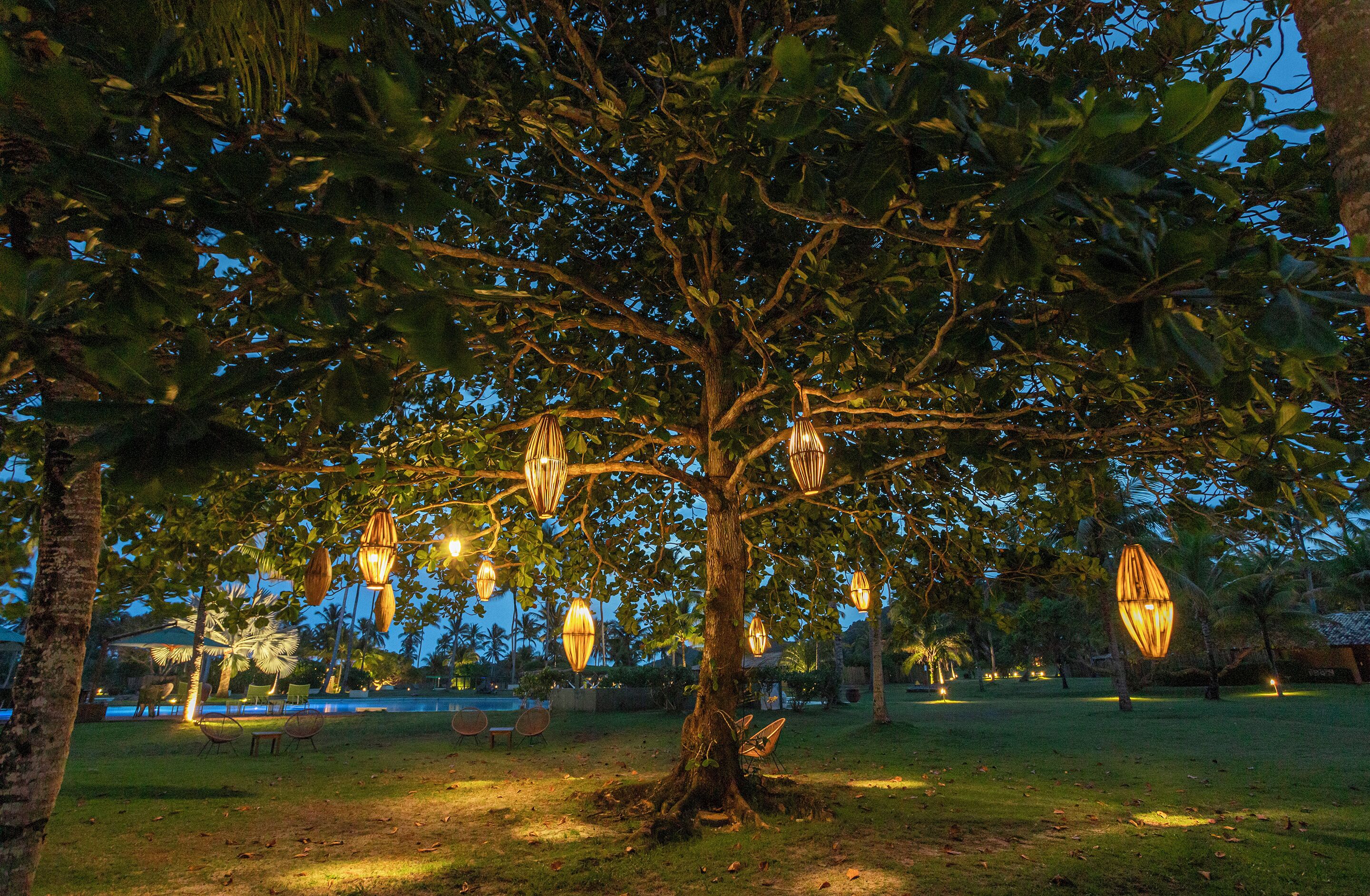 Un árbol con faroles colgantes en un parque.