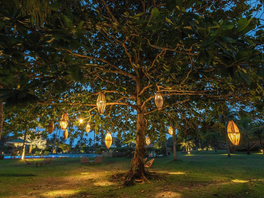 Un árbol con faroles colgantes en un parque.
