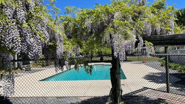Un área exterior cercada con piscina, rodeada de árboles con flores moradas.