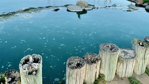 Ein ruhiger See mit einem hölzernen Zaun im Vordergrund und Palmen im Hintergrund.