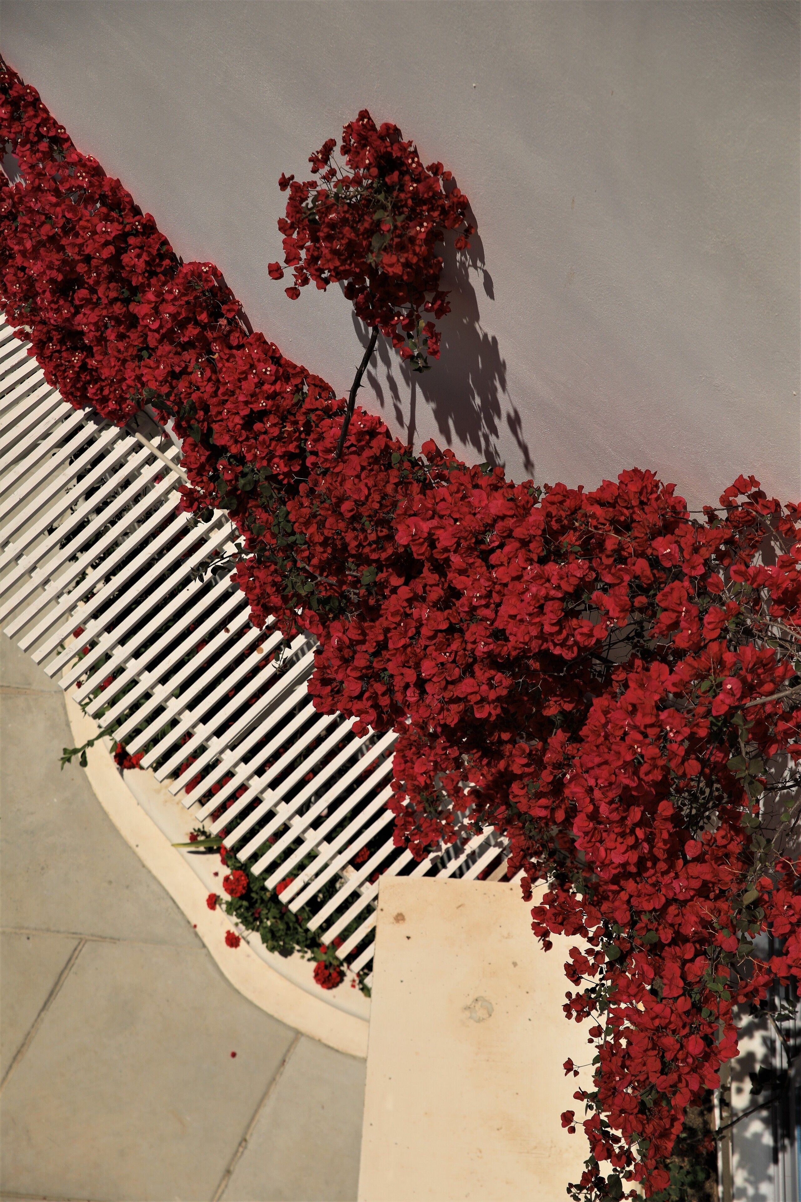 Foto - Harmony Hotel