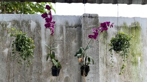 A concrete wall with three hanging planters containing orchids and other greenery. - Chan&Both guesthouse (Sihanoukville)