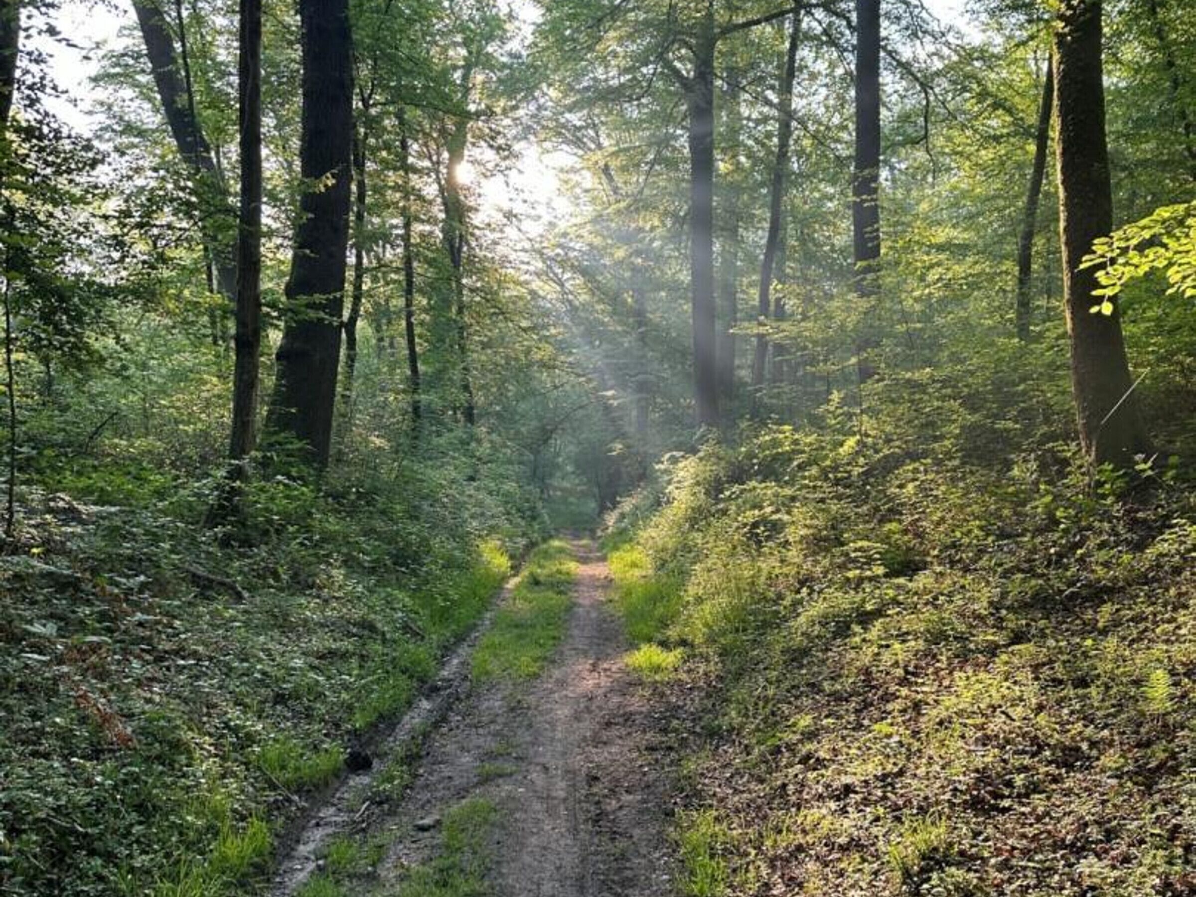 A forest path surrounded by tall trees and dense underbrush.