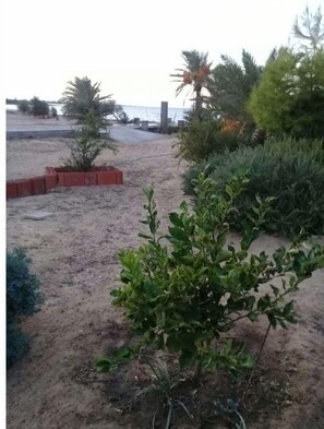 Property grounds - Lost paradise! (Kerkennah)