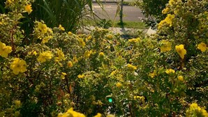 Een tuin met gele bloemen en uitzicht op zee.