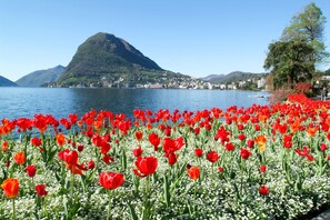 A field of red tulips in front of a lake with a mountain in the background. - Residenza Castello (Mendrisio)