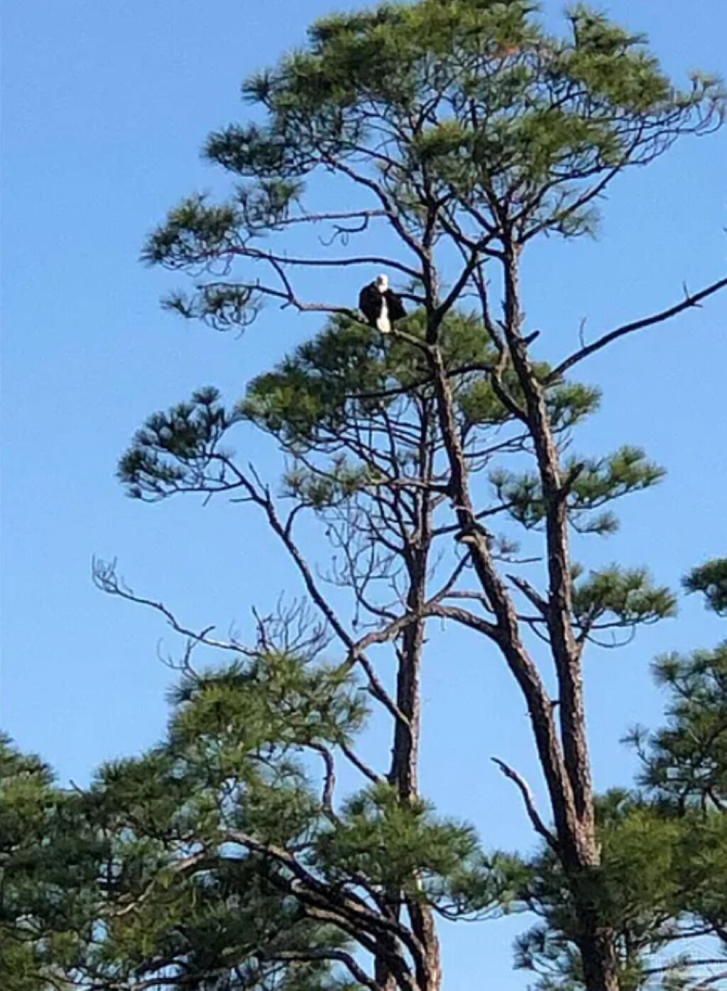 A tall pine tree with a bird perched on a branch.