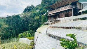 Un invernadero con hileras de plantas, un edificio de madera con balcón y un paisaje montañoso cubierto de bosque al fondo.