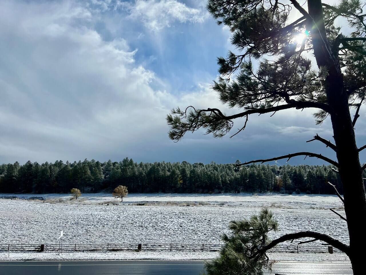 Paisaje nevado con un bosque al fondo y un árbol en primer plano.
