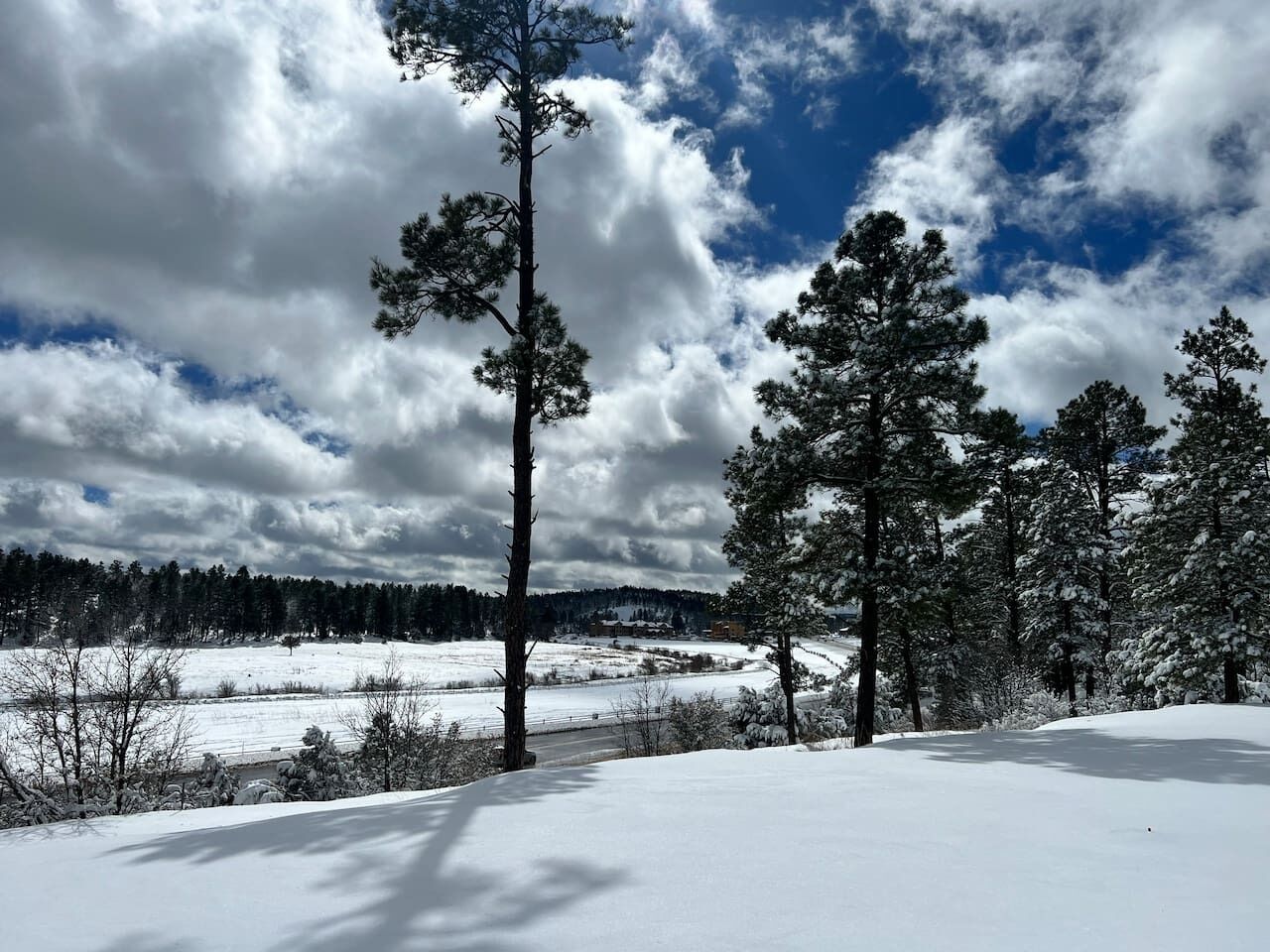 A snowy landscape with tall trees and a clear sky.
