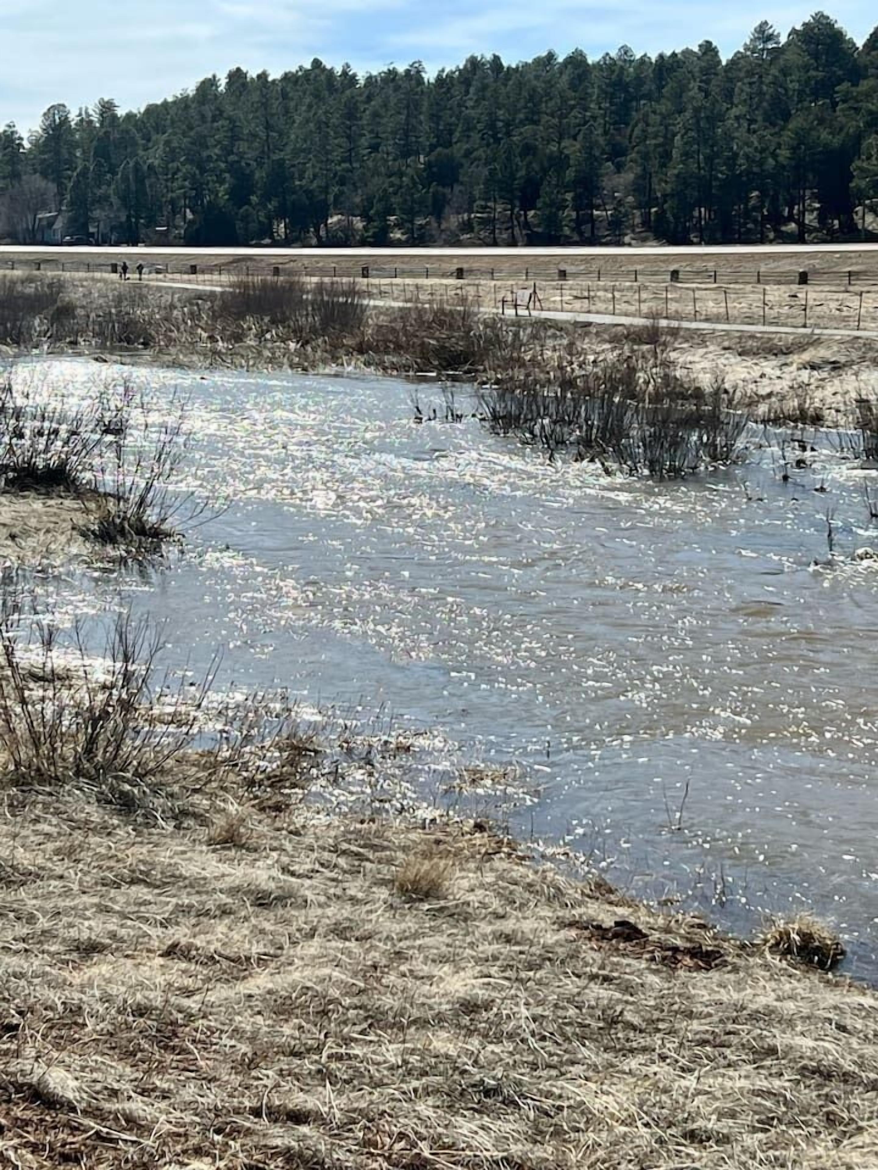 A natural landscape with a body of water, dry grass, and a forest in the background.