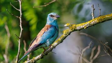 Een vogel zit op een tak met korstmos.