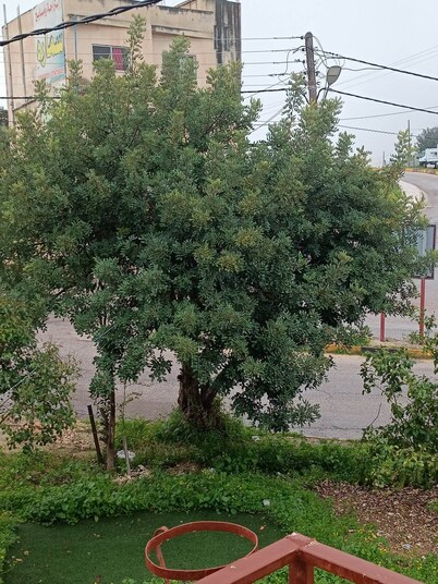 Jordan umm qaies near to archaeological site big apartment second