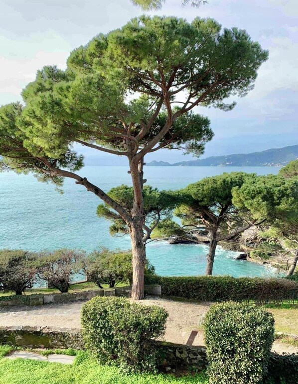 A coastal landscape with a prominent pine tree and a stone wall.