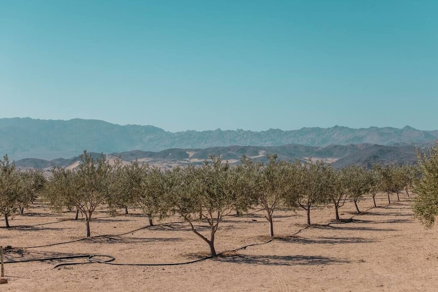 Englewood olive ranch