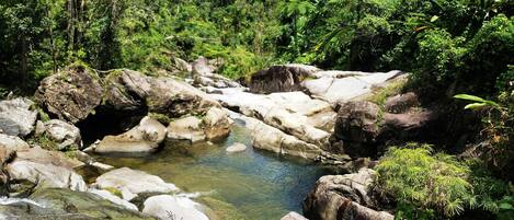 A natural landscape with a clear stream, rocky terrain, and dense greenery.