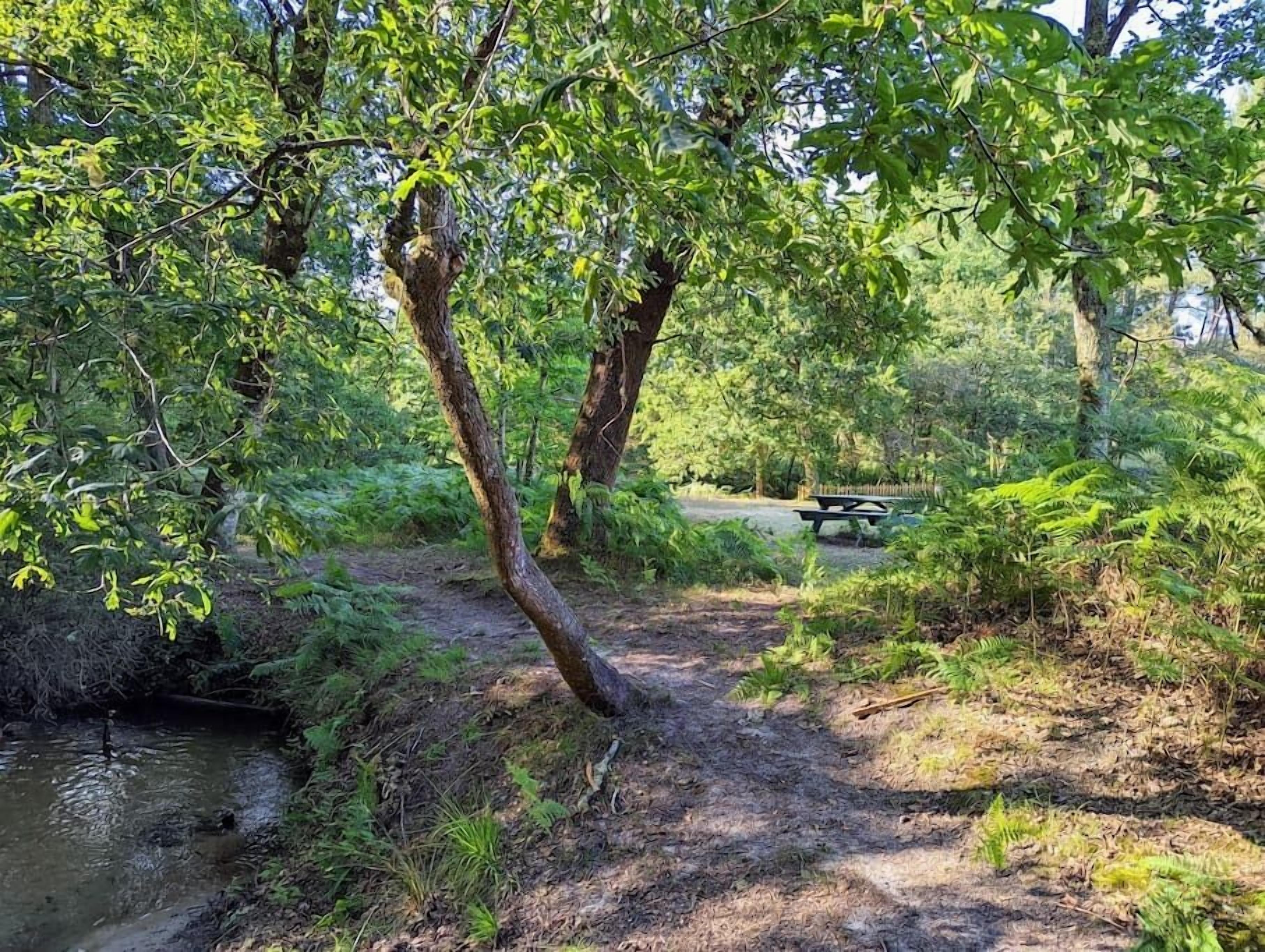 Un cadre naturel avec un sentier de terre, un petit ruisseau et une table de pique-nique en arrière-plan.