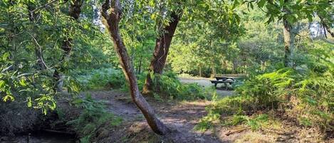 Un cadre naturel avec un sentier de terre, un petit ruisseau et une table de pique-nique en arrière-plan.