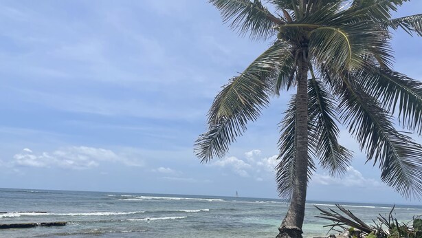 Ein Strand mit einer Palme, Wellen im Meer und einem entfernten Segelboot.