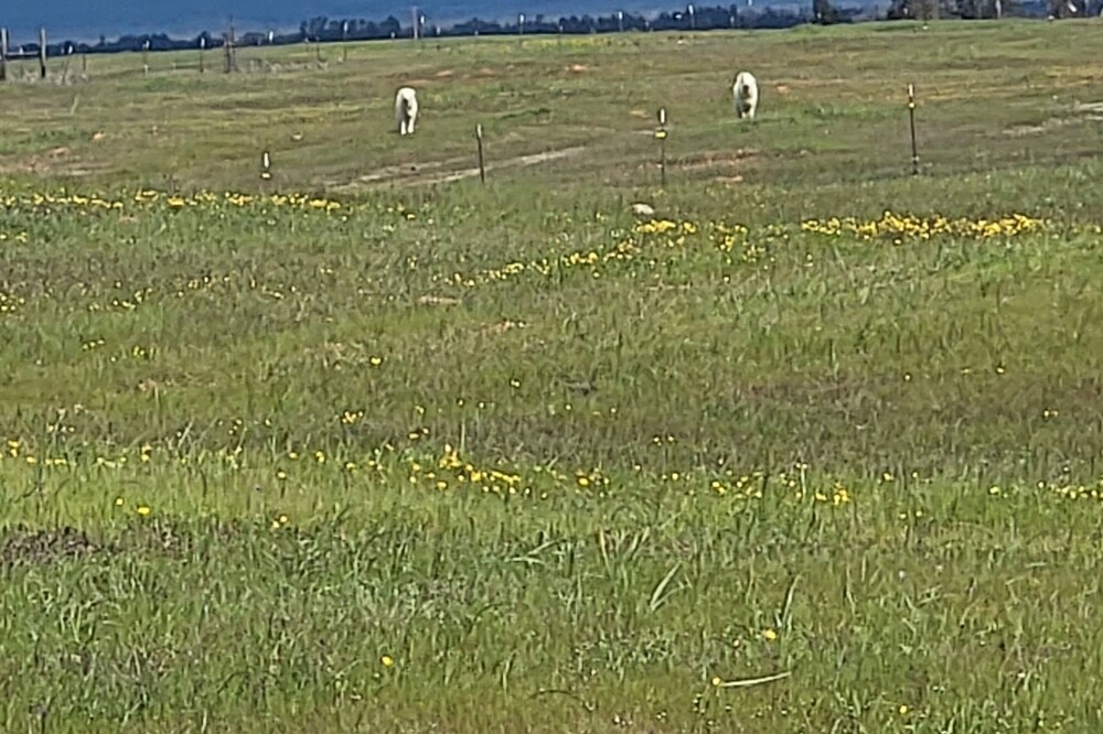 Mt shasta view Farm house