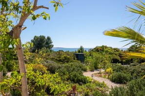 A garden with various plants and a small structure.