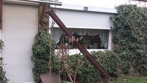 Ein Haus mit geschlossenem Fenster, umrankt von dichtem Efeu und Pflanzen.